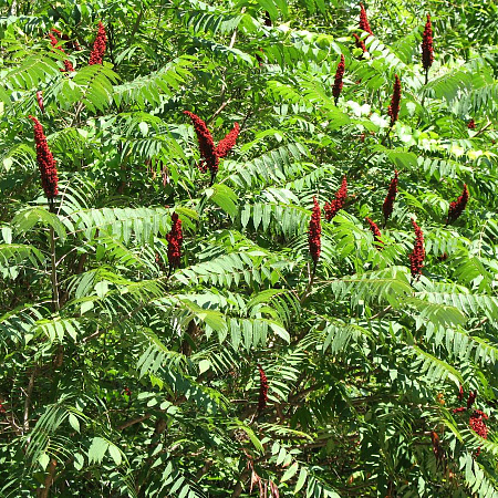 Фото Сумах голый