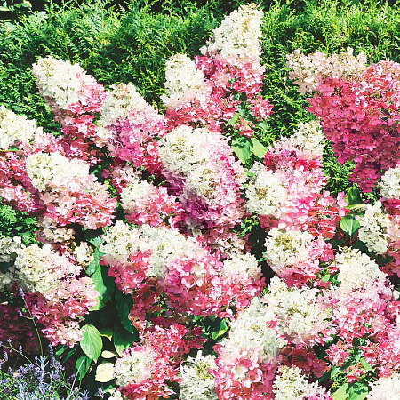 Фото Гортензия метельчатая Ванила фрайз