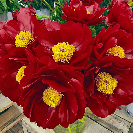 Фото Пион травянистый Макинак Гранд