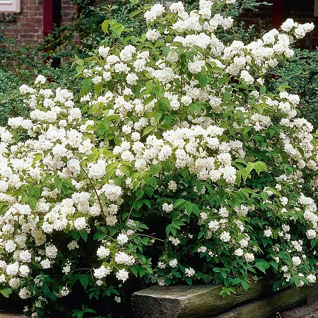 Фото Жасмин Дам Бланш
