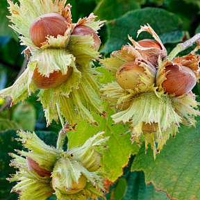 Фундук Трапезунд