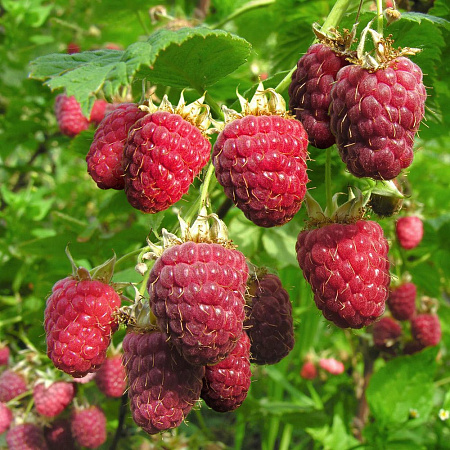 Фото Малина ремонтантная Зефа Хербст эрнте