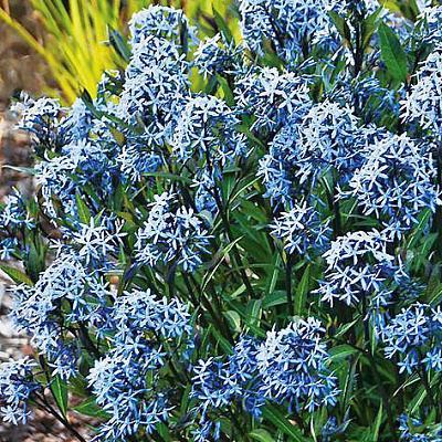 Амсония табернемонтана