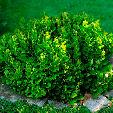 Фото Барбарис Маскато