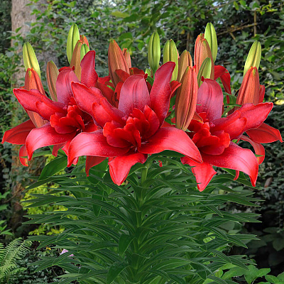 Лилия азиатская махровая Болд Игл