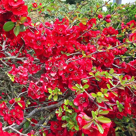 Фото Айва великолепная Елли Моссел