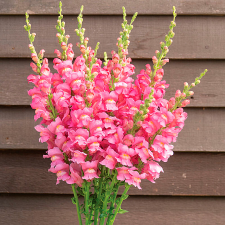 Фото Львиный зев Мэриленд Истинный розовый