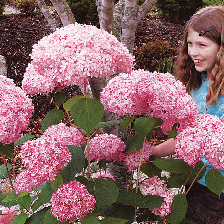 Фото Гортензия древовидная Пинк Аннабель