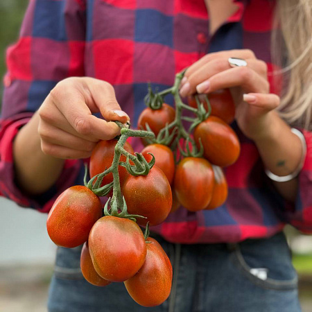 Фото Помидор Де Барао чёрный