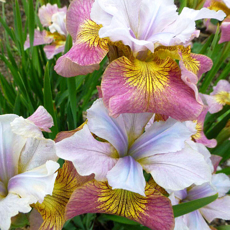 Фото Ирис сибирский Шугар Раш