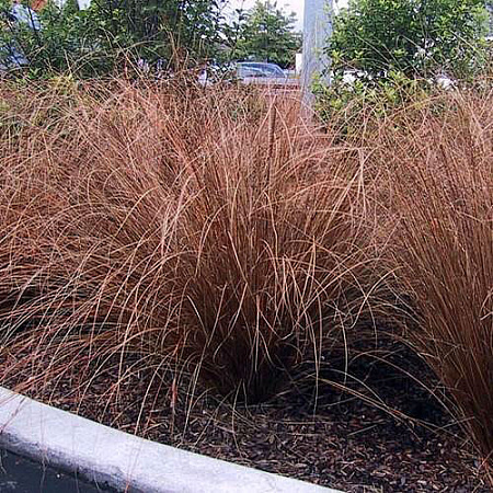 Фото Осока Красный гребешок