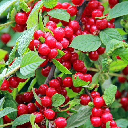 Фото Вишня войлочная Смуглянка