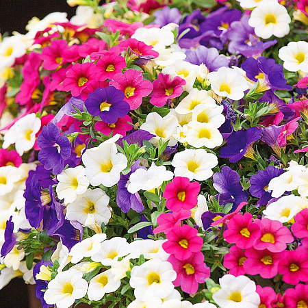 Фото Калибрахоа Встречай весну набор