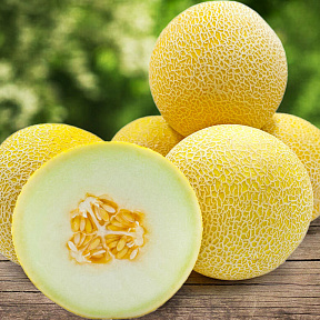 Дыня Услада