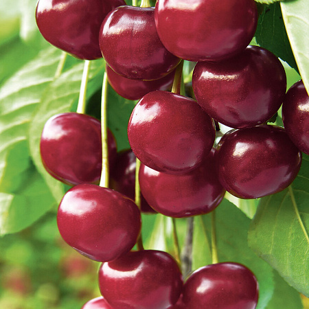 Фото Черешня Речица