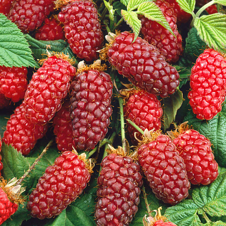 Фото Малино-ежевичные гибриды Логанберри