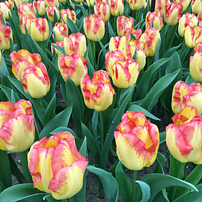 Тюльпан Кейп Таун