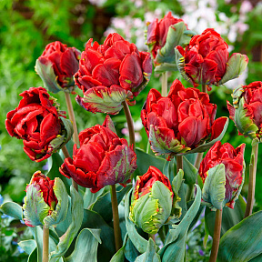 Тюльпан попугайный Рококо Дабл