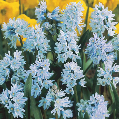 Фото Пушкиния ливанская бело-голубая