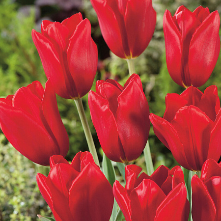 Фото Тюльпан Кингсблад