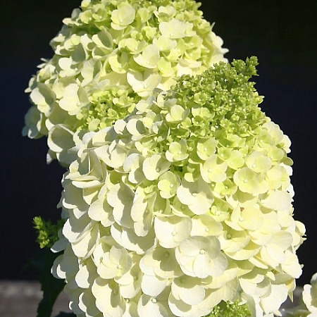 Фото Гортензия метельчатая Мэджикал Маунт Фуджи