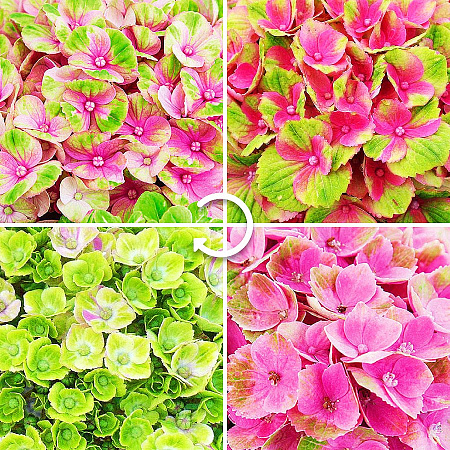 Фото Гортензия крупнолистная Мэджикал аметист розовая