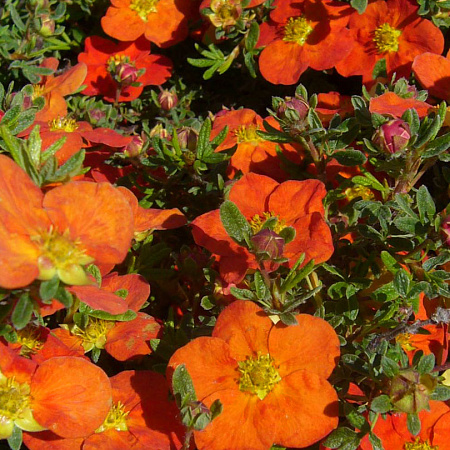 Фото Курильский чай Оранжевый Хоплис