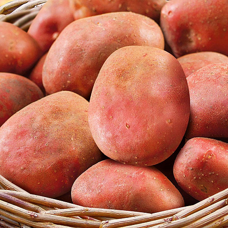 Фото Картофель Романо