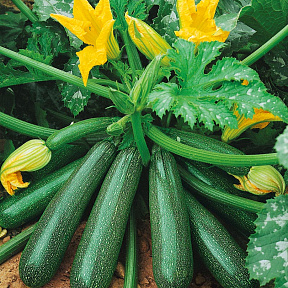 Кабачок Пилот