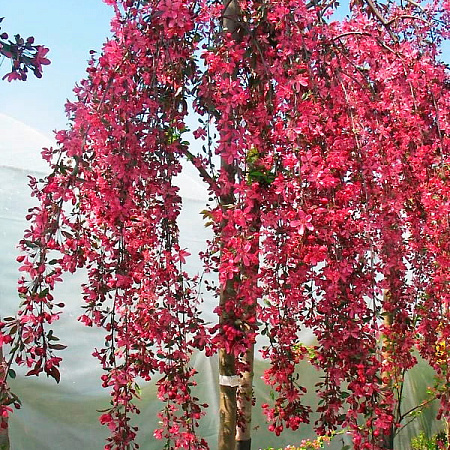 Фото Яблоня декоративная Зонтичная крупноплодная