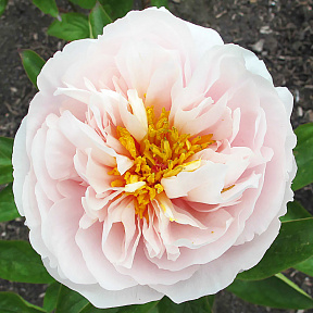 Пион Блашинг Принцесс