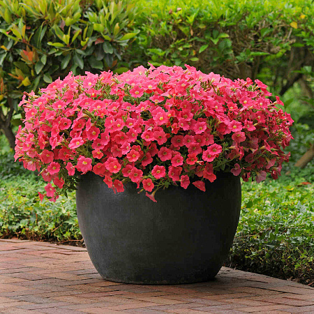 Фото Петуния Шок Вэйф Корал краш