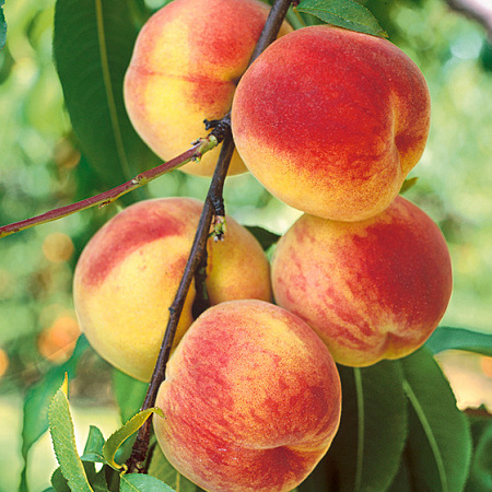 Фото Персик Ранний Сычова