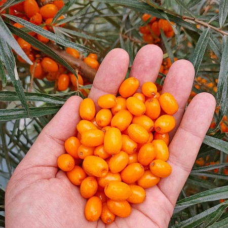 Фото Облепиха Херго