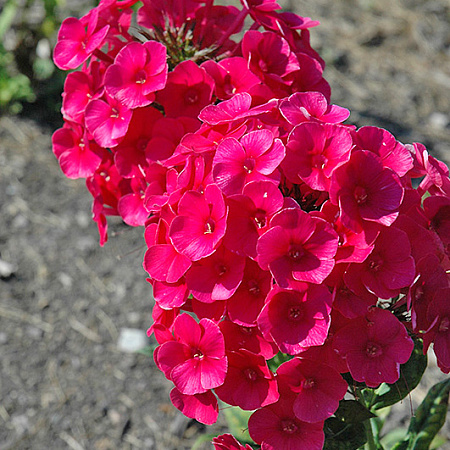 Фото Флокс метельчатый Гренадин Дрим