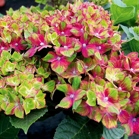 Фото Гортензия крупнолистная Шлосс Вакербарт