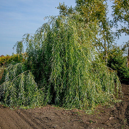 Фото Ива обыкновенная Идеал