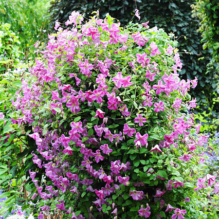 Фото Клематис Краковиак