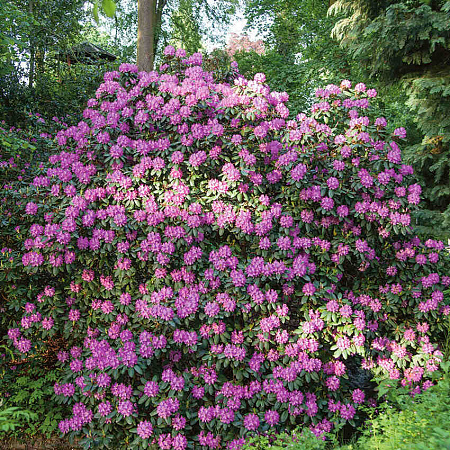 Фото Рододендрон Пурпуреум грандифлорум