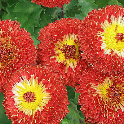 Хризантема корейская Шенон