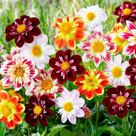 Фото Георгин Денди Яркий набор