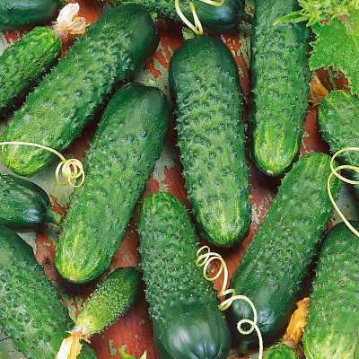 Огурец Меренга F1