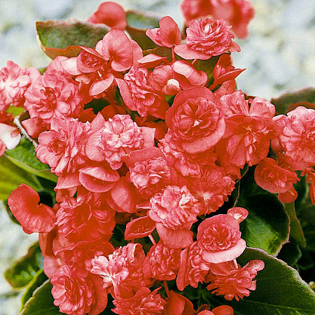 Фото Бегония Королевская Красная