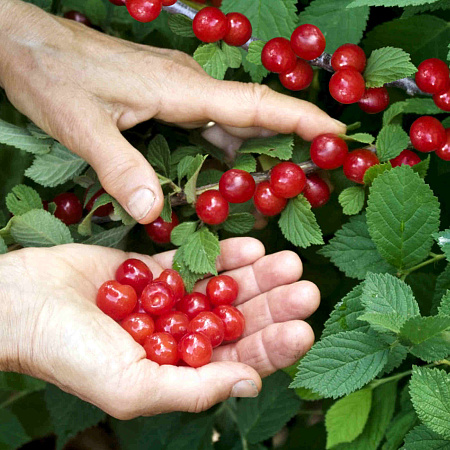 Фото Вишня войлочная Лето