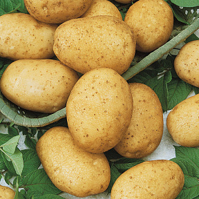 Картофель Горняк