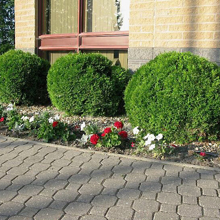 Фото Туя западная Литл Гиант