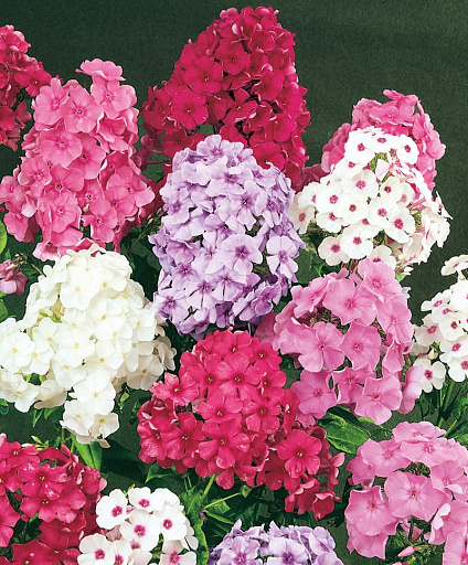 Купить Флокс метельчатый набор Лето в деревне — от НПО Сады Росcии с доставкой