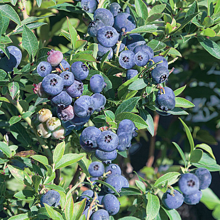 Фото Голубика Топ Хэт