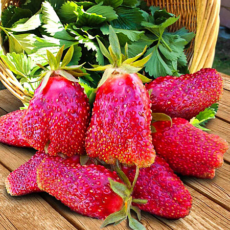 Фото Земклуника Купчиха (в горшках)