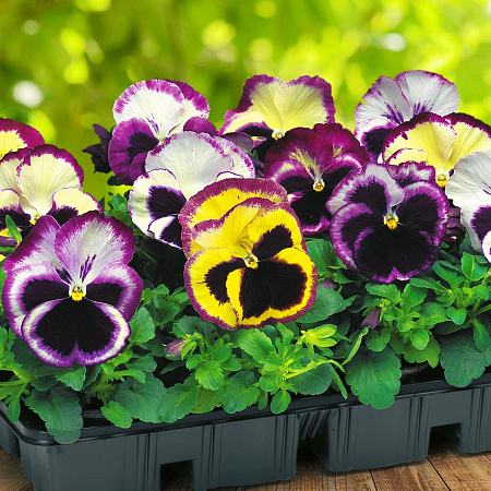 Фото Виола Карма Сюрприз